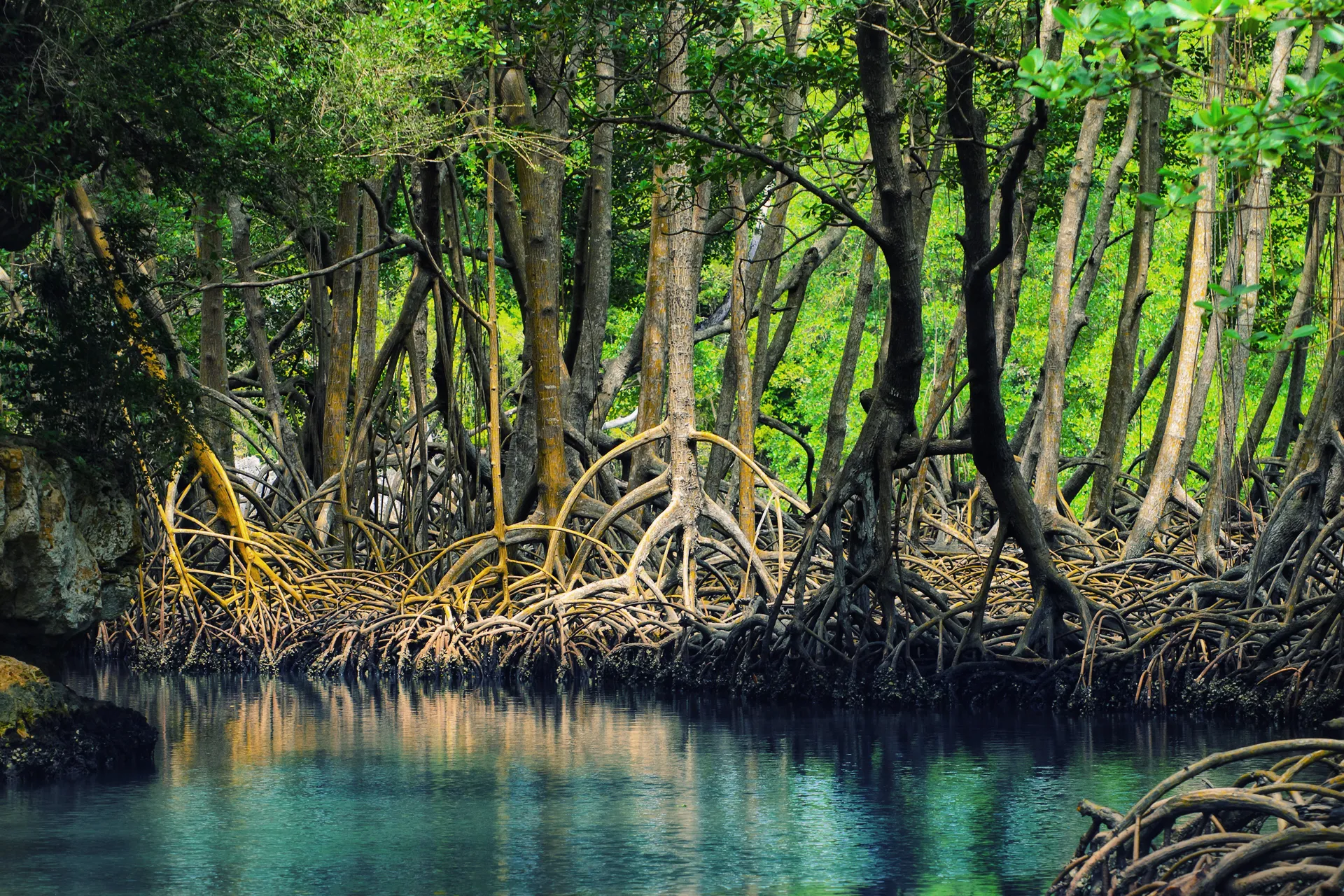 A mangrove forest is surrounded by water and trees.