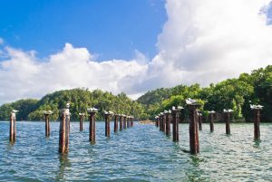 A cluster of Los Haitises wooden poles standing tall in the water, adorned with graceful birds.