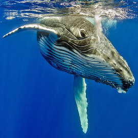 Sebuah ballena jorobada nadando di laut.
