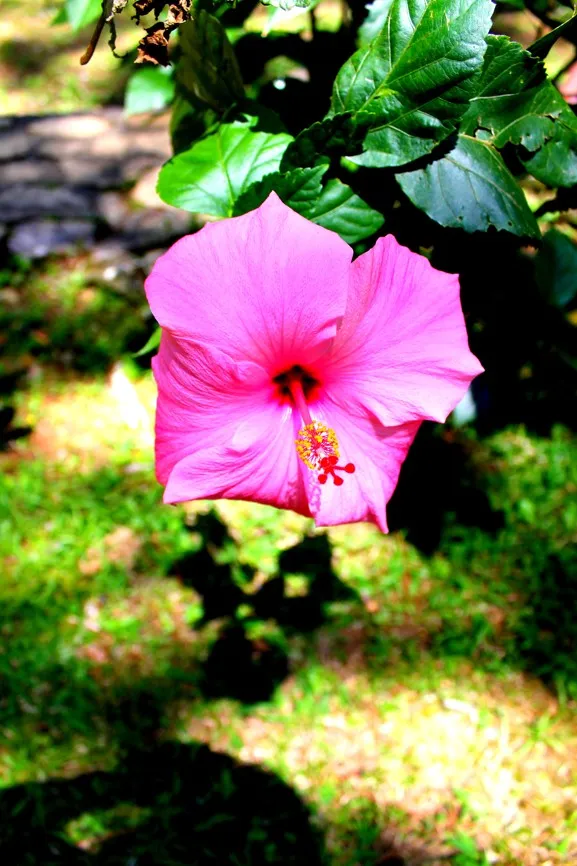 ibisek