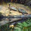 turtles samana dominican republic booking adventures