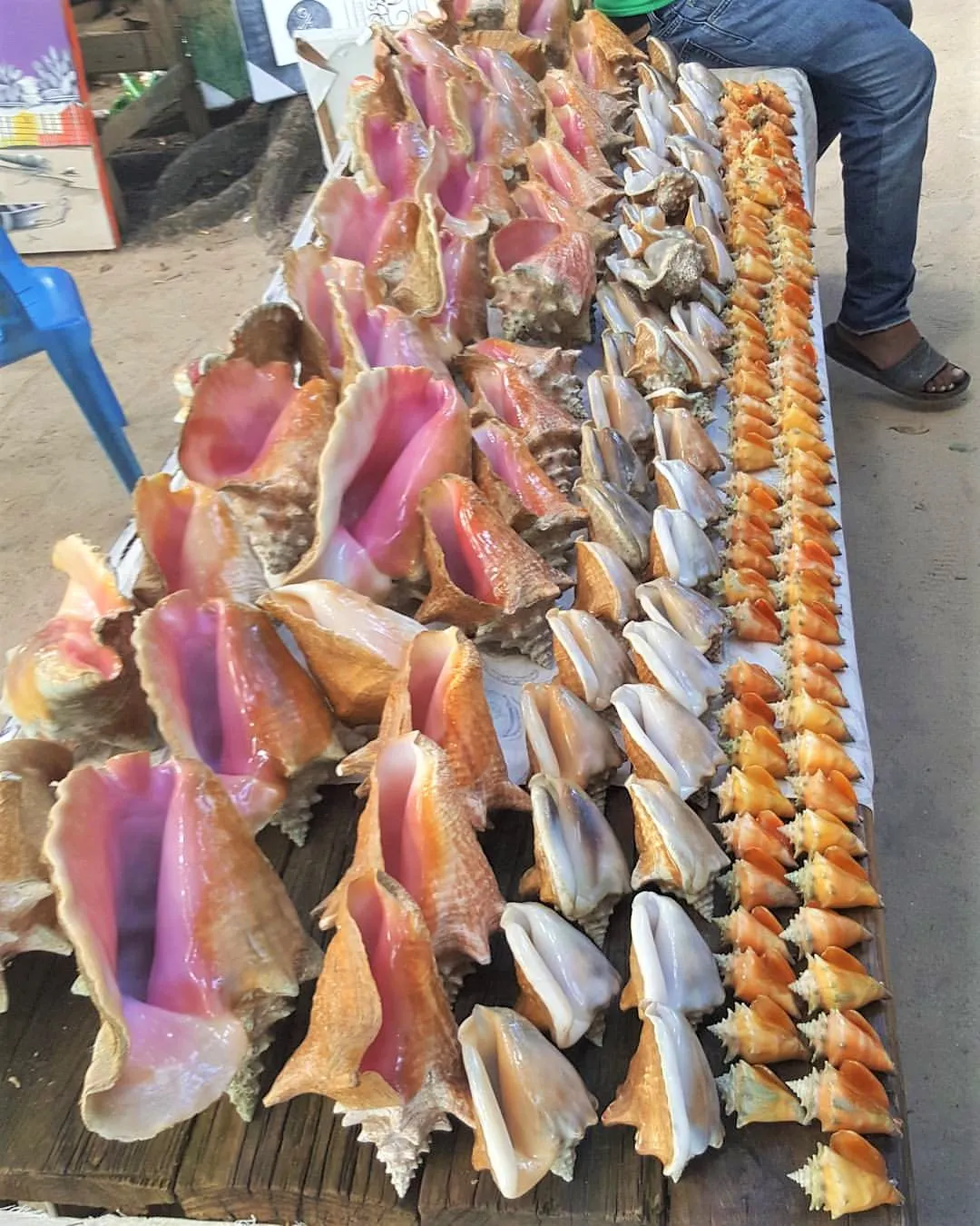 Кайо Левантадо33