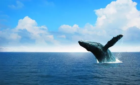 Спостереження за китами 5