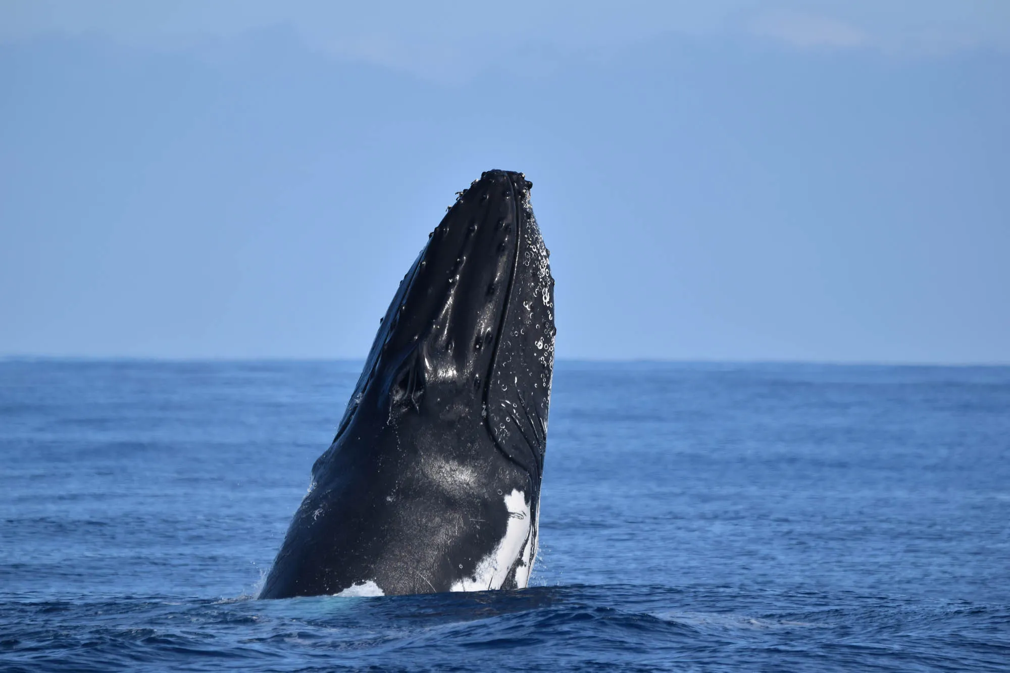 кит у Саманській бухті