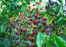 1495149299_pic_coffe-min 1495149299 pic coffe min