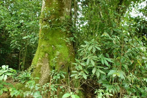 haitises بوسك هوميدو