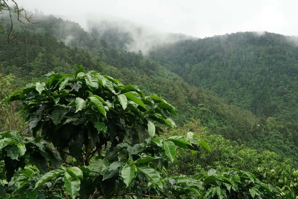 los haitises المطر