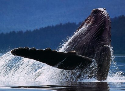Whales-Watching22-1.jpg