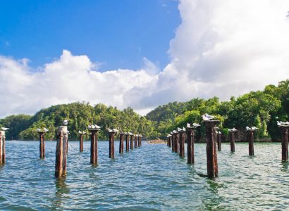 A cluster of Los Haitises wooden poles standing tall in the water, adorned with graceful birds.
